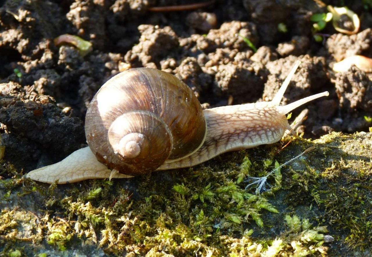 Ein Platz Fuer Ruhe Und Naturgenuss Sebnitz Extérieur photo