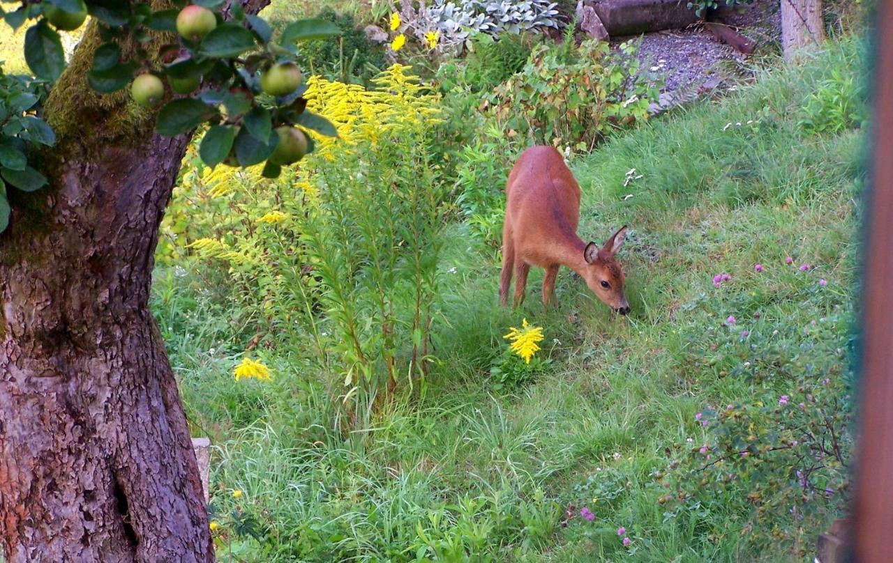 Ein Platz Fuer Ruhe Und Naturgenuss Sebnitz Extérieur photo
